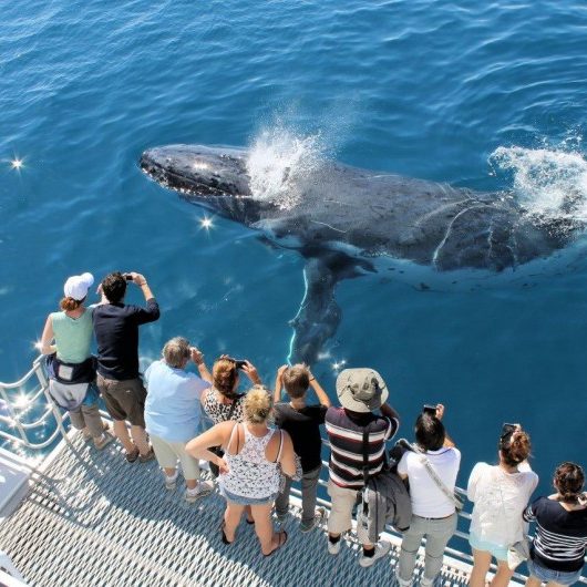 Spirit-of-Hervey-Bay-Whale-Watch-Humpback-Blow-image