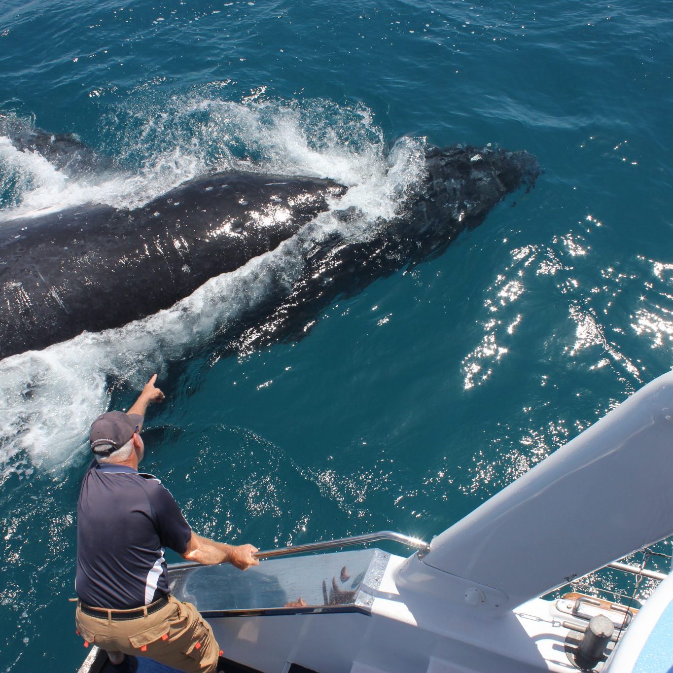 Freedom-Whale-Watch-Hervey-Bay-image