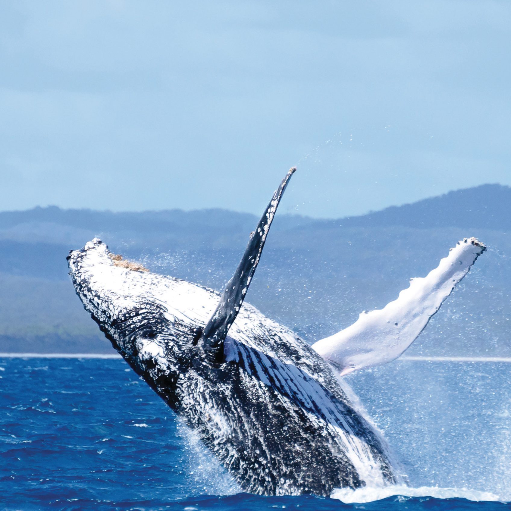 Whale-Watching-Hervey-Bay-image