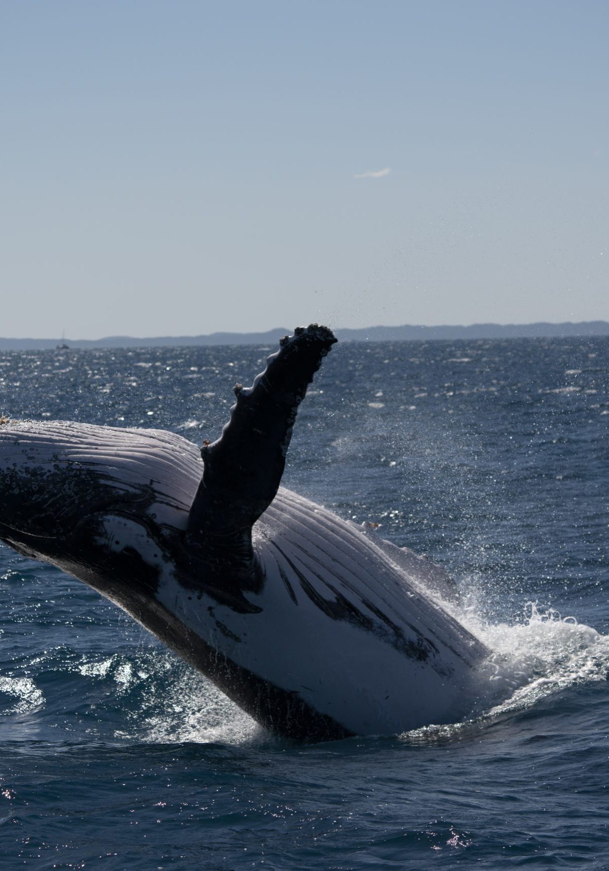 Humpback-Whale-Breach-Hervey-Bay-Fraser-Coast