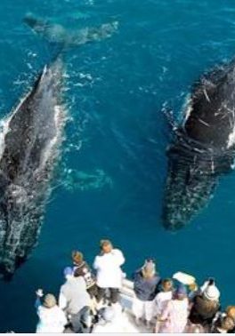 Freedom-Whale-Watch-image