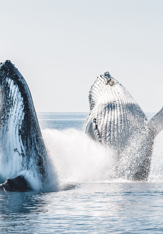 Salty-Safaris-Whale-Watching-image