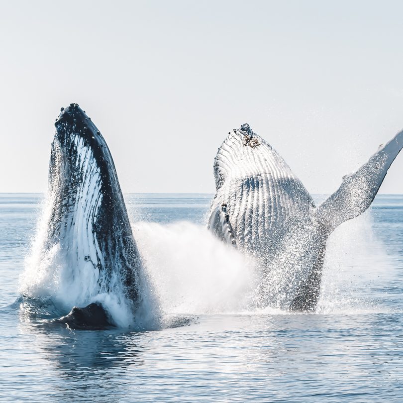 Salty-Safaris-Whale-Watching-image