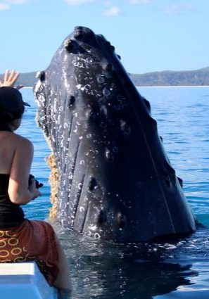 Blue-Dolphin-Whale-Watch-Hervey-Bay-image
